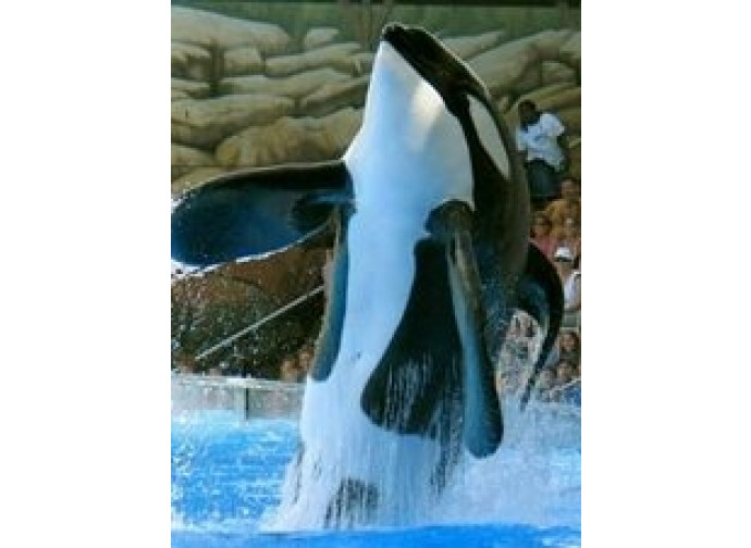 Orca che salto Orca che salto
